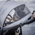 Chicco Corso LE ClearTex Sistema de viaje modular, cochecito modular Corso LE con asiento y base KeyFit Max ClearTex par