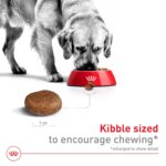 Alimento Seco Royal Canin Size Health Nutrition Large Adulto 5+ Perros Grandes Bolsa 30 Libras