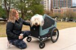 Remolque de Bicicleta para Mascotas Burley Bark Ranger XL 947107 Capacidad 100 Libras Azul Spruce