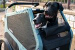 Remolque de Bicicleta para Mascotas Burley Bark Ranger XL 947107 Capacidad 100 Libras Azul Spruce