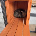 Catio KEIKI MM00590 62.6 Pulgadas Negro Techo Impermeable Madera Sólida Malla Metálica Galvanizada