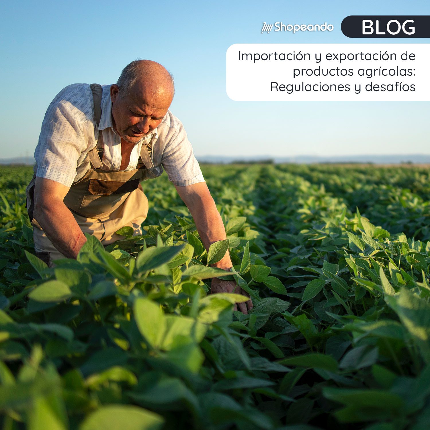 Importación y exportación de productos agrícolas: Regulaciones y desafíos